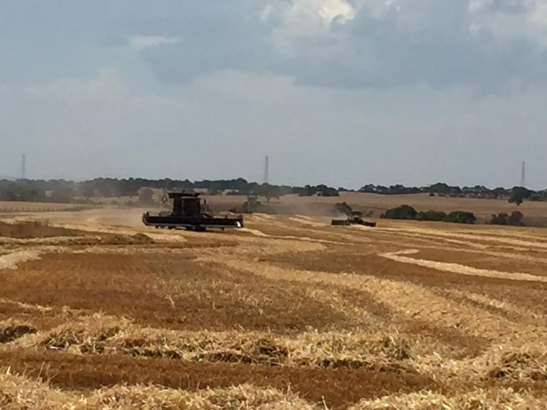 Local Agriculture Inverleigh
